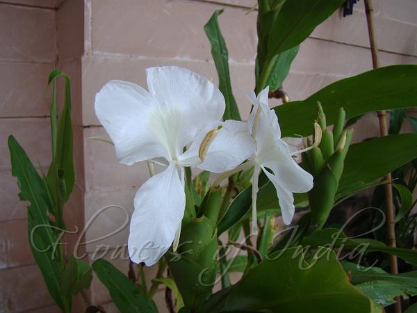 Butterfly Ginger Lily